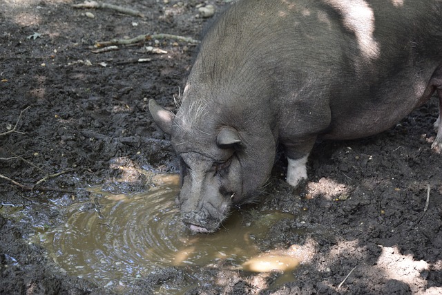 门希克：首位后晋人大帅帅4强，他才是第一人.